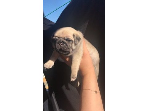 Piyasa altında sağlık garantili pug