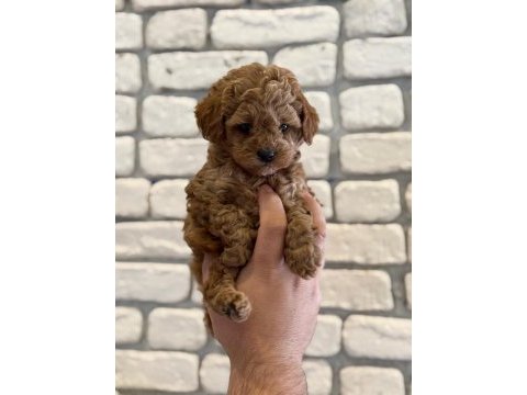 Orijinal garantili toy poodle red brown