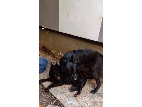 Köpeğimize eşleme dişi aday arıyoruz