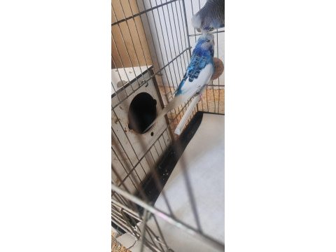 Üst vasıf show jumbo muhabbet çifti acil zararına