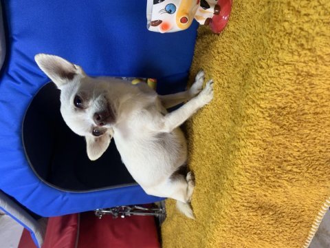İki yaşında köpeğimiz beyaz mele