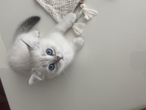 2 aylık yavru british shorthair