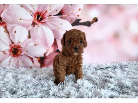 Toypoodle minik yavrularımız 