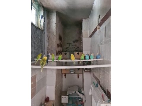 Muhabbet kuşu