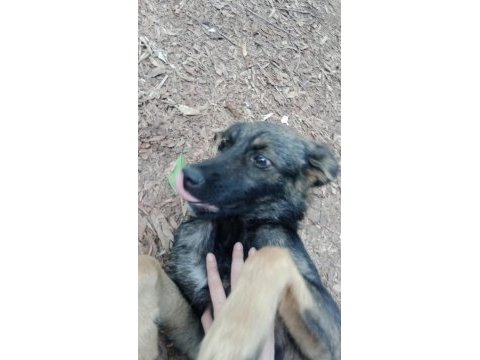 Bu minik köpeğe yuva olmak ister misiniz sokakta kalmasın