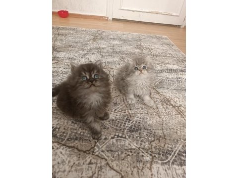 Anne baba scrli a kalite british longhair yavrularımız