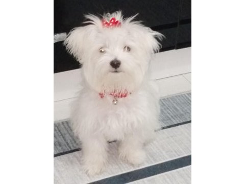 Orjinal maltese
