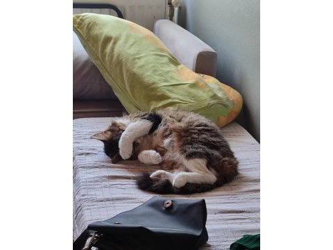 Kediyi ücretsiz sahiplendiriyorum