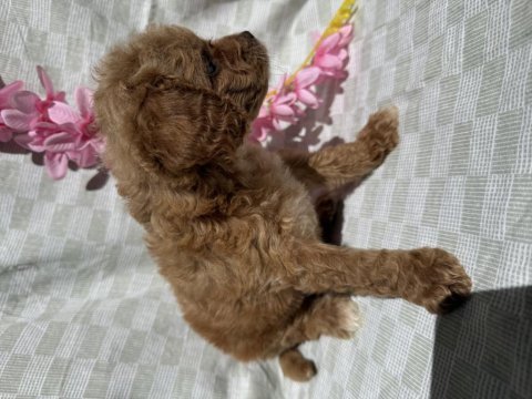 Sevimli maltipoo yavruları yeni ailelerini bekliyor!