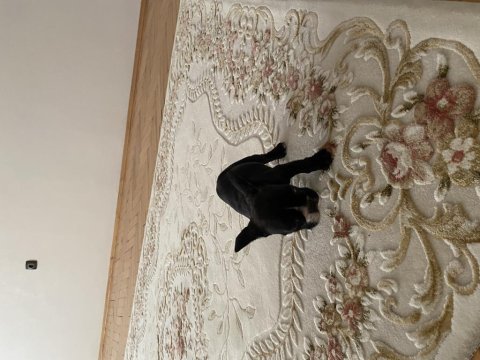 2 aylık tuvalet eğitimli dişi french bulldog