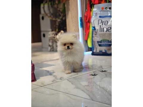Pomeranian erkek yavru 2 aylık