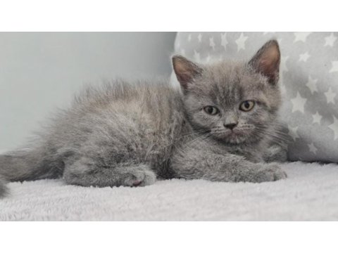 2 aylık dişi british shorthair