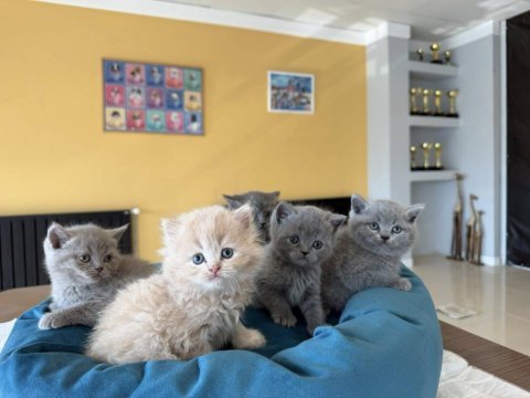 Top kafa scottısh fold yavruları fenomen pet shop
