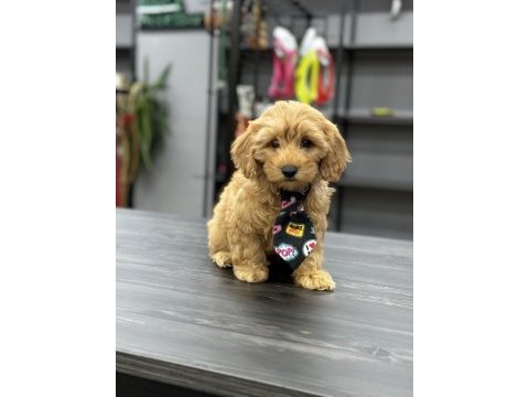 Kıvır kıvır koyu maltipoo yavrular