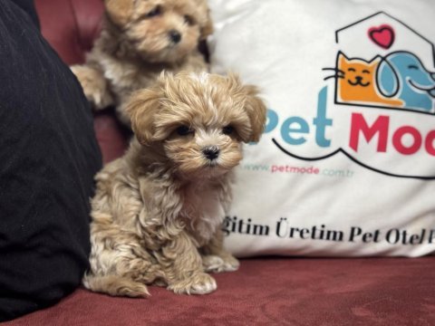 Ankarada ziyarete açık kore maltipoo yavrular