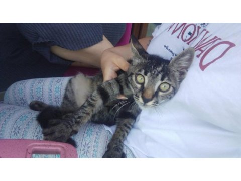 Çok sırnaşık el kadar yavru tekir kedimiz