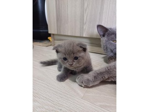 Kedilerim orijinaldir iletişime geçebilirsiniz