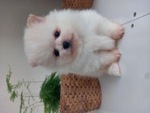 Mükemmel kalitede pomeranian ayıcıklar kaçıran üzülür