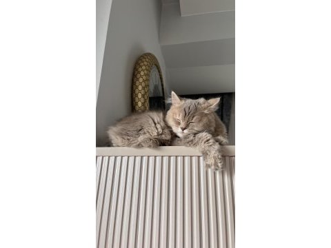 British longhair 1 yaşında erkek