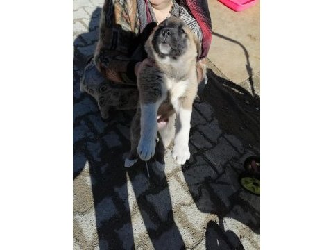 2 dişi 1 erkek kangal yavruları