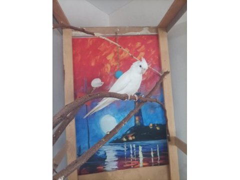 Albino sultan papağanı yavru 3 aylık