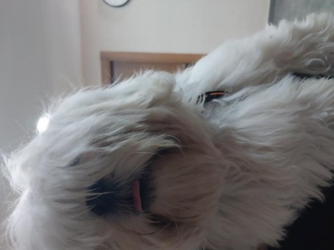 Shih tzu sahibinden