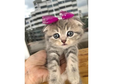 Scottish fold yavru kedimiz
