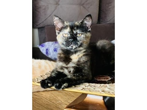 British shorthair dişi black tortie kedimiz
