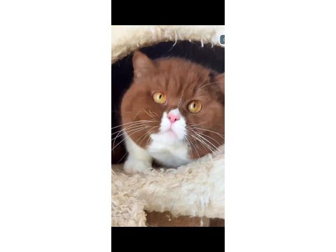 British shorthair cinnamon bicolor eşleşme ilanı