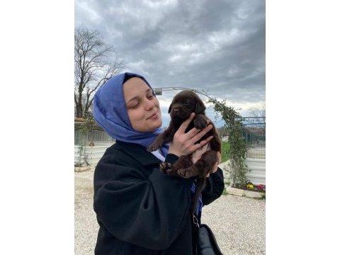 Labrador yavrularımız