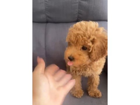 Oyuncu ve çok uslu poodle