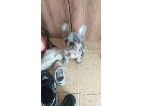 3 aylık french bulldog