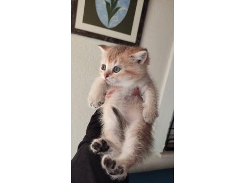 Orjinal british shorthair teslime hazır