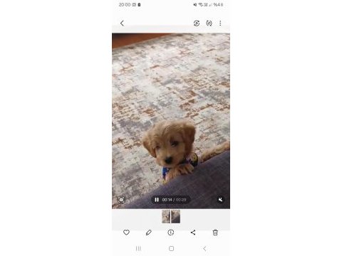 2.5 aylık dişi wc eğitimli poodle