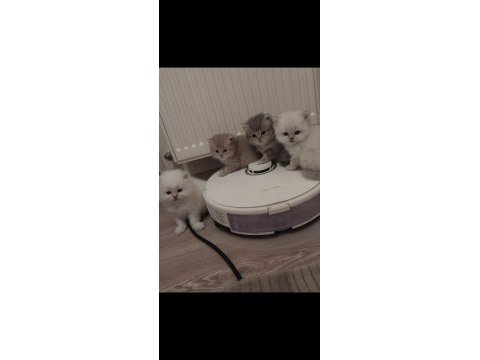 British longhair kedisi