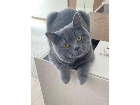 1.5 yaşında eşyaları ile verilecek kedimiz
