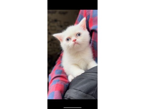 Scottish fold