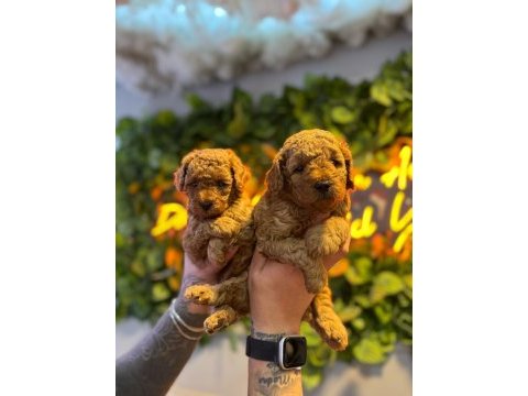 Toy poodle erkek