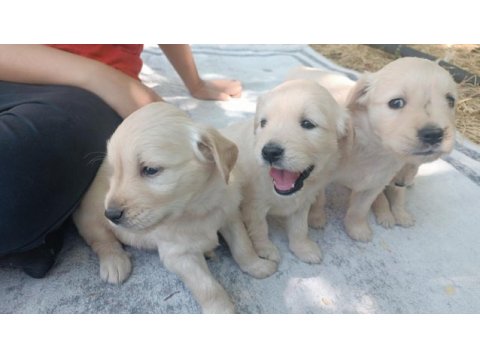 Çok güzel golden retriever bebekler
