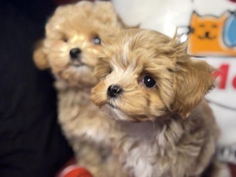 Ankaranın en seçkin tea cup kore maltipoo ları