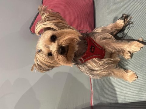 Köpeğimize kalıcı yuva arıyoruz