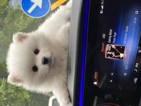 Premium ayı surat bebek pomeranian boo