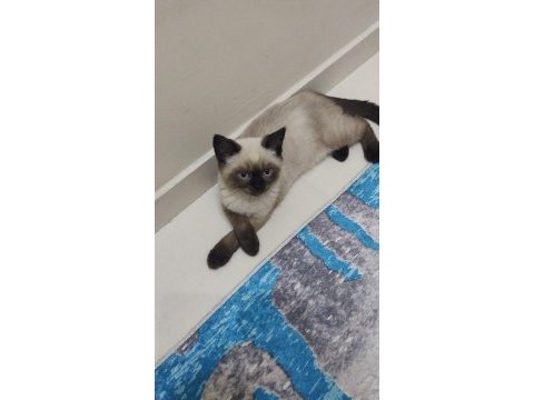 Yavru scottish oyuncu kedi
