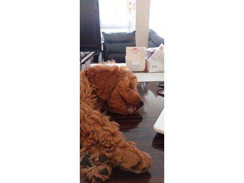 Yavru dişi toy poodle