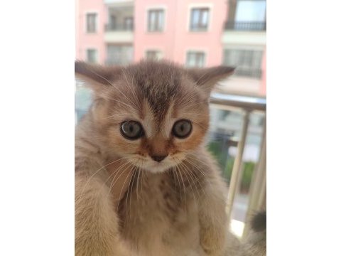 Golden tabby 2 aylık yavru kedimiz