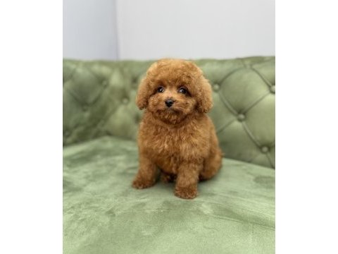 Toy garantili dişi red brown toy poodle yavrularımız