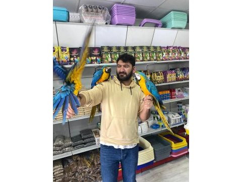 4 aylık el besleme bebek macaw