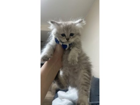 Erkek yavru british longhair