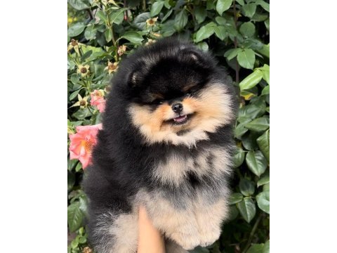 Pomeranian boo orjinal ırk köpekler