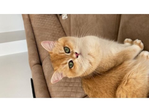 British shorthair 1 yaşında